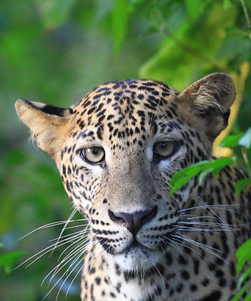 Ceylon Explore Journey Sri Lanka Destinations