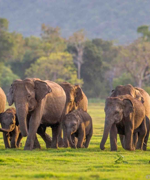 Ceylon Explore Journey Sri Lanka Destinations