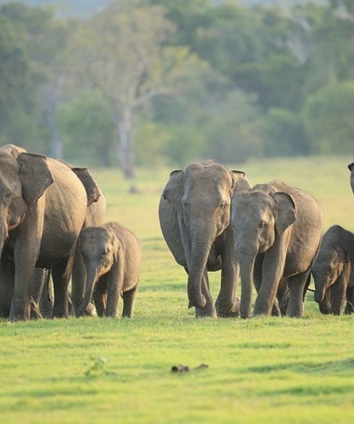 Ceylon Explore Journey Sri Lanka Destinations