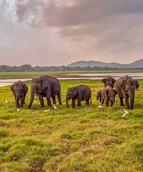 Ceylon Explore Journey Sri Lanka Destinations